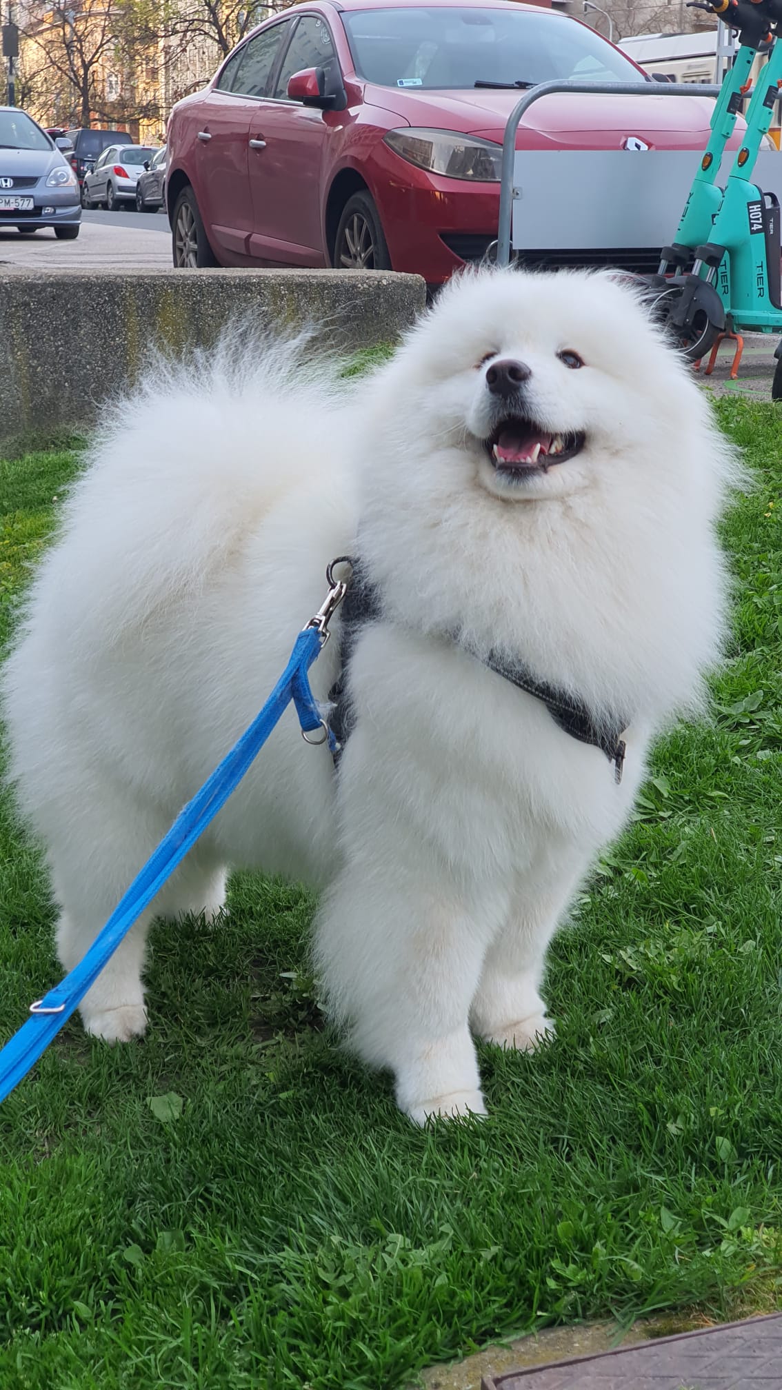 Mochi the 4-year-old Samoyed smiling happily